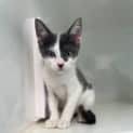 Photo of Loki