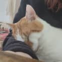 Photo of Treacle