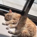 Photo of Moo   Located In Carlton 