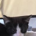Photo of Pixel 