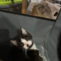 Photo of Pixel 