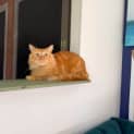 Photo of Garfield
