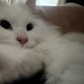 Photo of Dumpling
