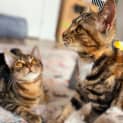 Photo of Elsie & Elmer