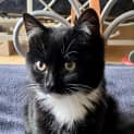 Photo of Little Queen Charlie