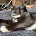 Photo of Little Queen Charlie