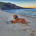 Photo of Bodhi 