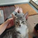 Photo of Opal