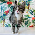 Photo of Olivia   Located In Westmeadows