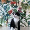 Photo of Benny Located In Preston