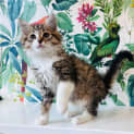 Photo of Lenny Located In Preston