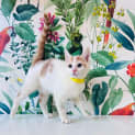 Photo of Conan Located In Avondale Heights