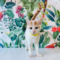 Photo of Conan Located In Avondale Heights