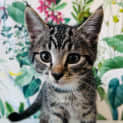 Photo of Miguel Located In Preston