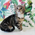 Photo of Belle Located In Preston