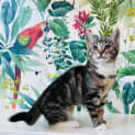 Photo of Belle Located In Preston