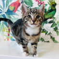 Photo of Belle Located In Preston