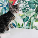 Photo of Archie Located In Preston
