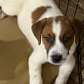 Photo of Bandit