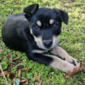 Photo of Bindi
