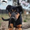 Photo of Leroy