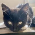 Photo of Little Queen Charlie