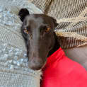 Photo of Rusty