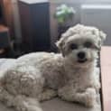 Photo of Jax (Bonded With Luna)