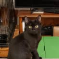 Photo of Kismet