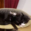 Photo of Kismet
