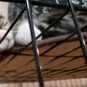 Photo of Strudel