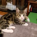 Photo of Strudel