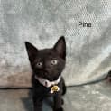 Photo of Pine