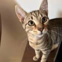 Photo of Bindi 