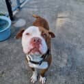 Photo of Trigger