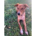 Photo of Bernie *$250 Adoption Fee*