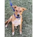 Photo of Bernie *$250 Adoption Fee*