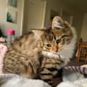 Photo of Isabella And Philippe Located In Malvern East