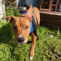 Photo of Banjo