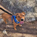Photo of Banjo
