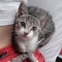 Photo of Jet