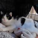 Photo of Buttercup