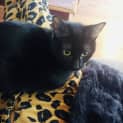Photo of Mittens Located In Elwood