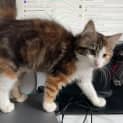Photo of Berta Located In Bentleigh East