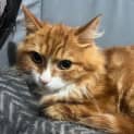 Photo of Ramsay Located In Cranbourne