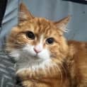 Photo of Ramsay Located In Cranbourne