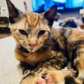 Photo of Nala