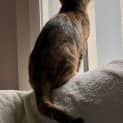 Photo of Nala