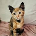 Photo of Nala