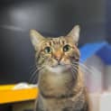 Photo of Gypsy